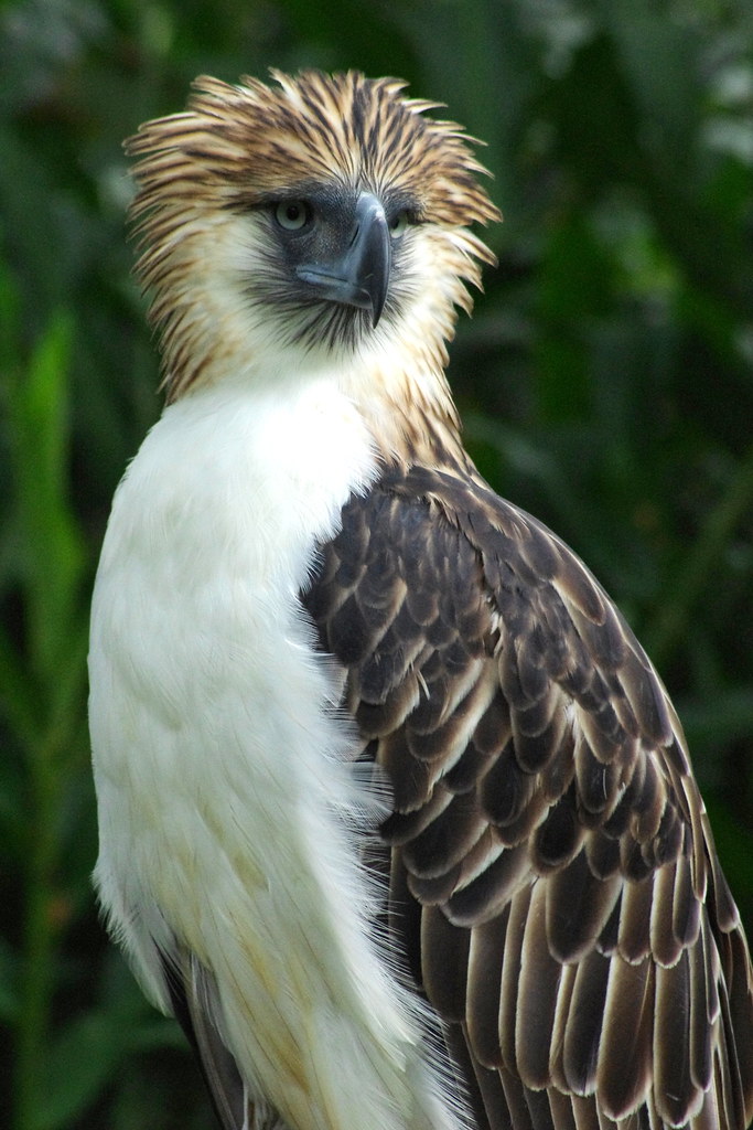 The world’s top 10 most unusual and endangered birds in