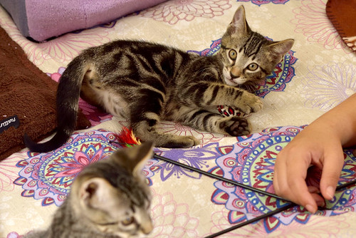 Alexis, precioso y mimoso gatito Caoba Tabby esterilizado, nacido en Marzo´16, en adopción. Valencia. ADOPTADO. 27407713806_edae05b53d