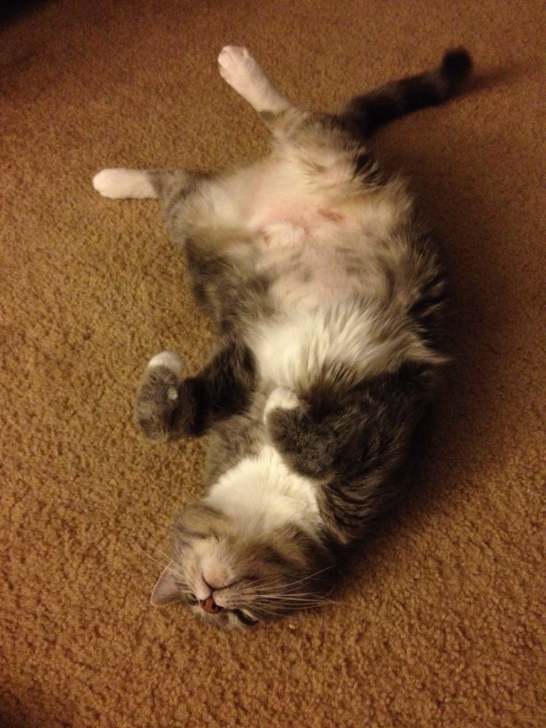 Shameless cat belly Ziggy had his belly shaved for an ultr… Flickr