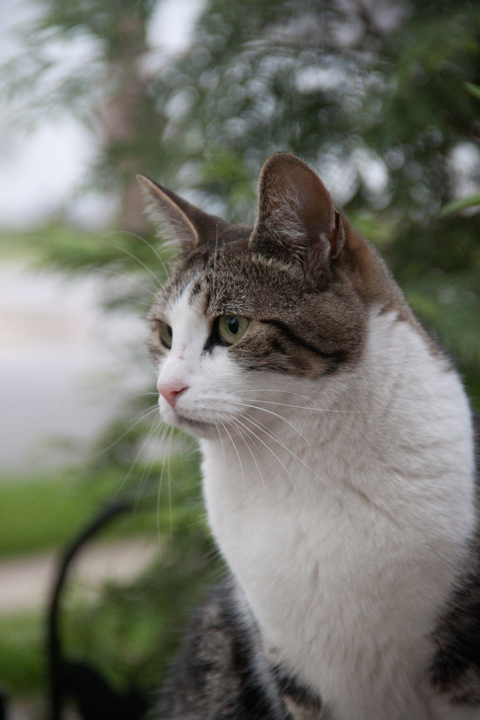 Stray Cat Strut Stray Cat posing for a portrait fo Me on M… Flickr
