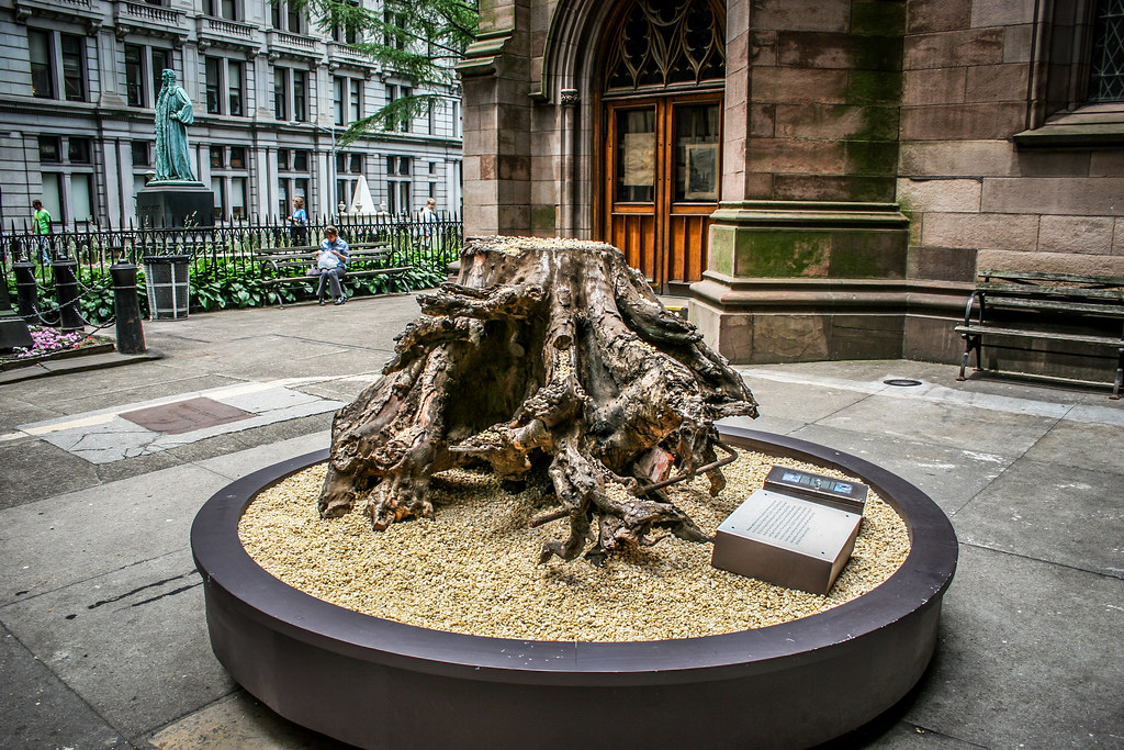 Ground Zero - Saint Paul's Church Sycamore Stump | This stum… | Flickr