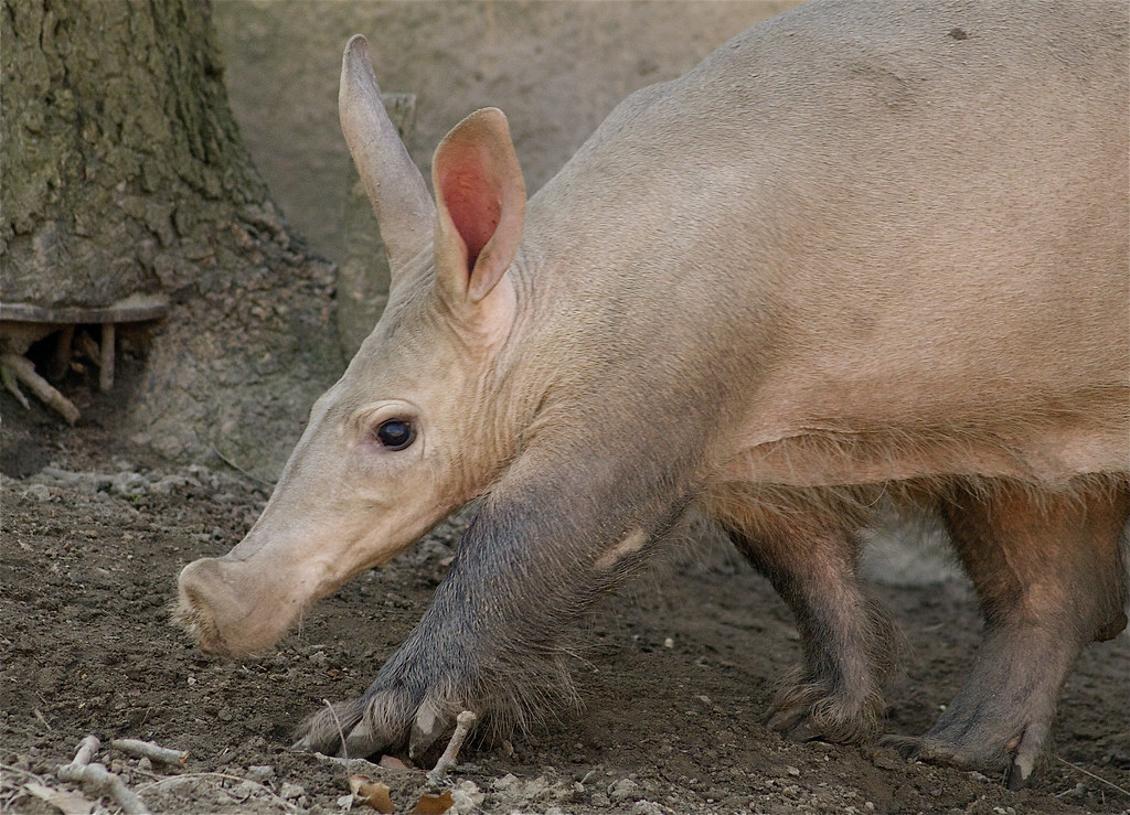 Aardvark | I had never seen an aardvark before, pretty cool … | Flickr