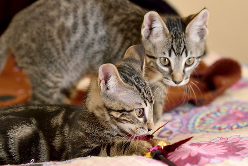 Alexis, precioso y mimoso gatito Caoba Tabby esterilizado, nacido en Marzo´16, en adopción. Valencia. ADOPTADO. 26832751394_113e94ac06