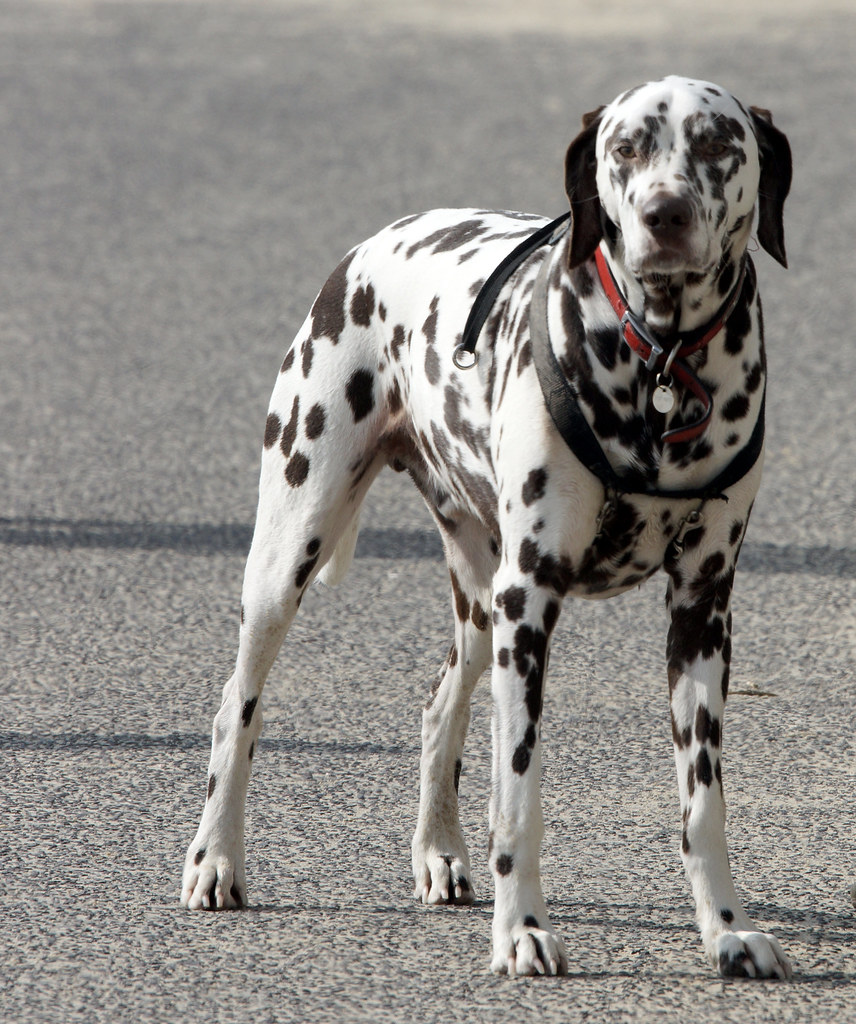 jellycat spotty dog