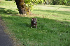 Hyzzie at the park, wide view