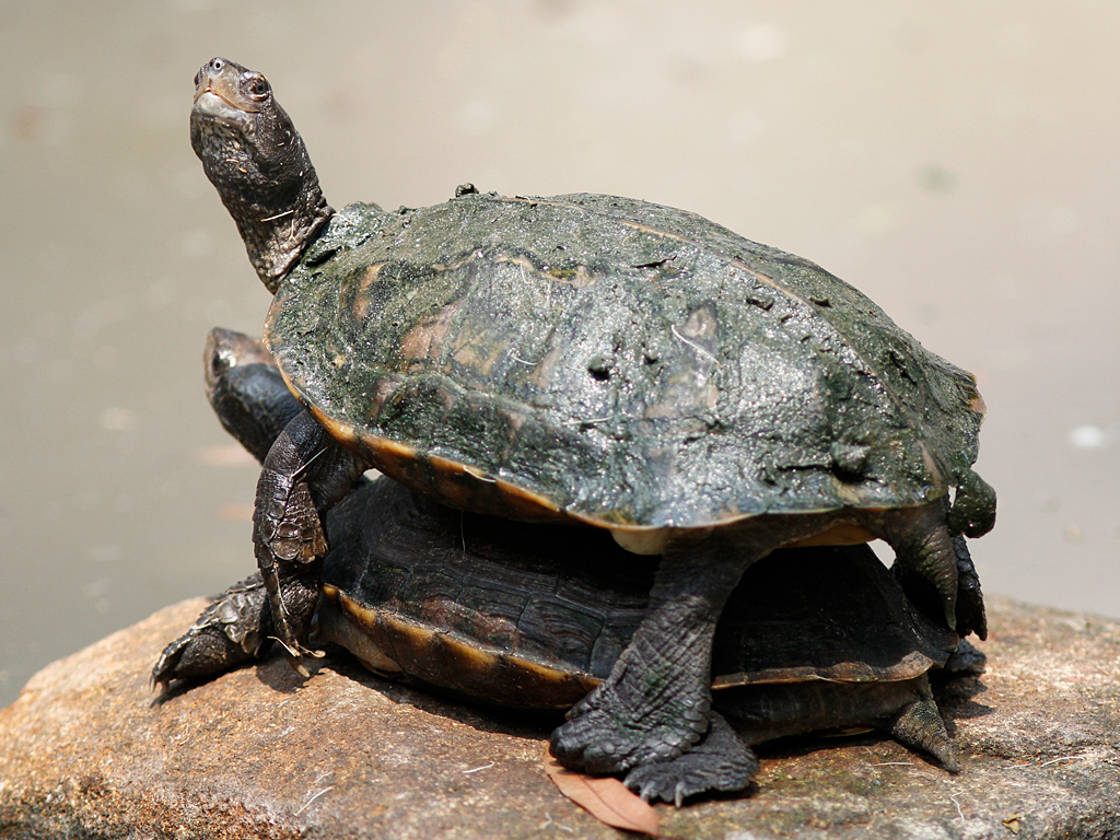 Indian Black Turtle Pair | A pair of Indian Black Turtles ba… | Flickr