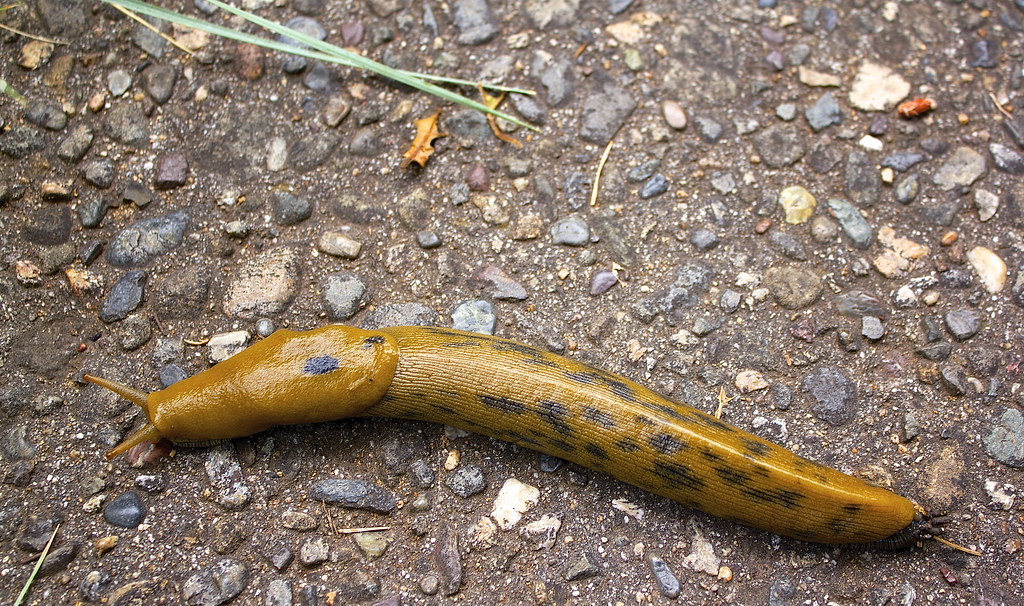 California Banana Slug (Ariolimax californicus). | Ariolimax… | Flickr