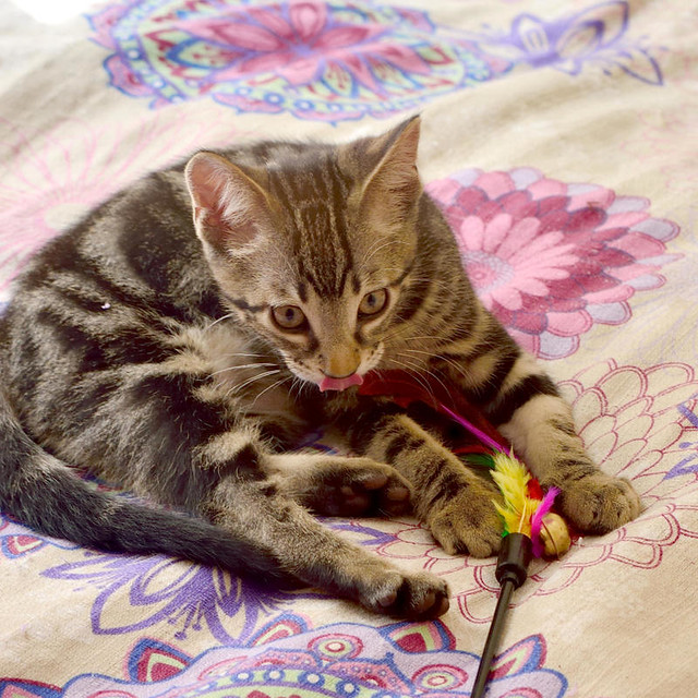 Alexis, precioso y mimoso gatito Caoba Tabby esterilizado, nacido en Marzo´16, en adopción. Valencia. ADOPTADO. 27342880502_101d32fb00_z
