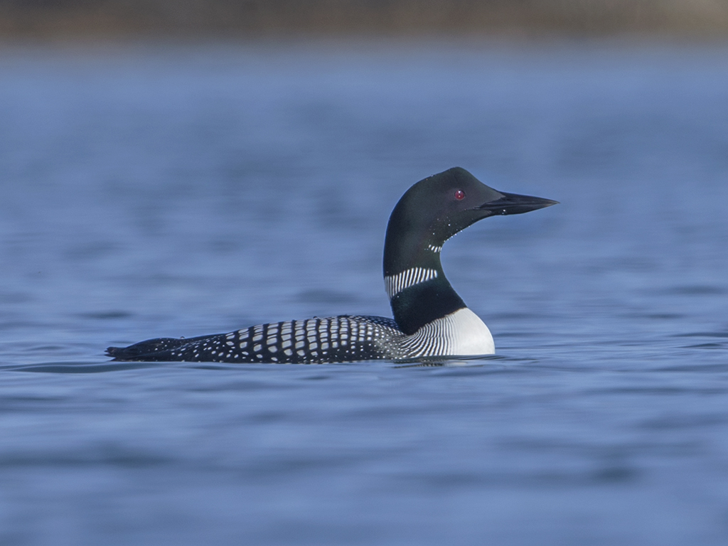Great Northern Diver Iceland
