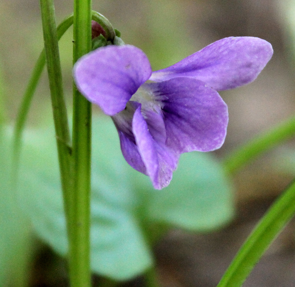 My Back Yard Spring Flowers Wild Violet Wild
