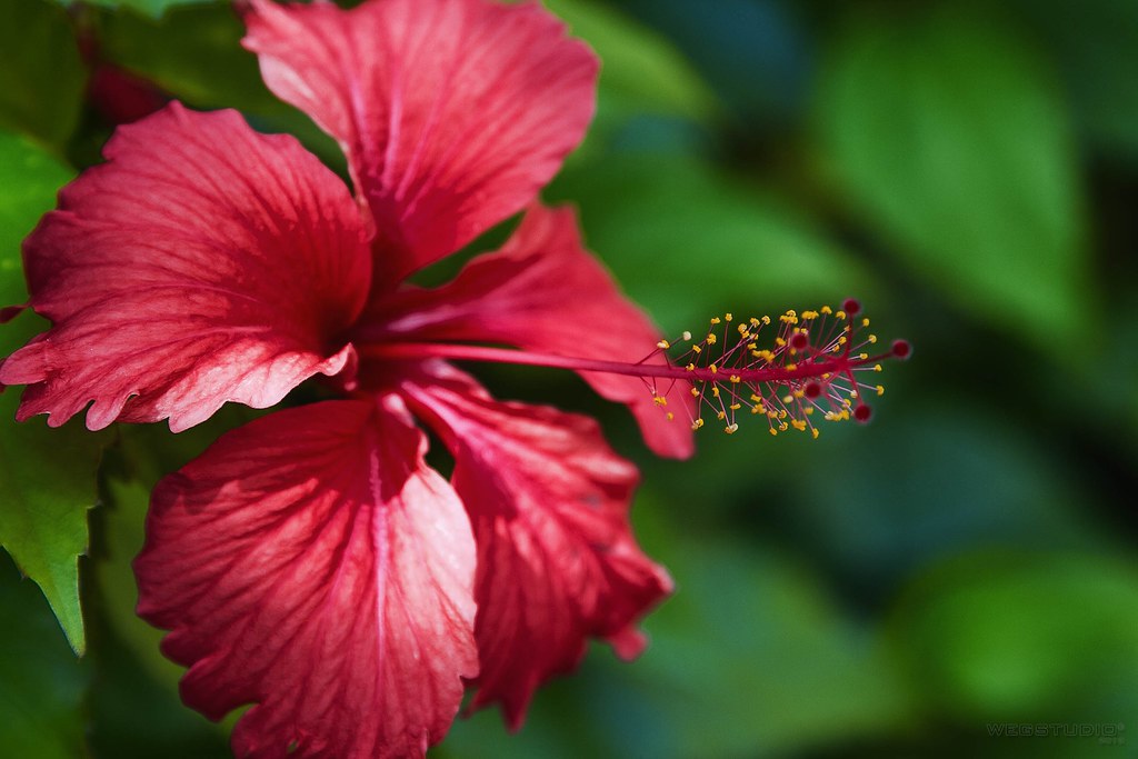 Flor de Amapola = Flor de Jamaica = Flor de Hibisco | Flickr