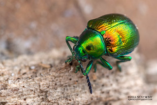 Leaf beetle (Eumolpinae) - DSC_1569