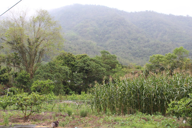 台灣新林業將輔導私有地或租地造林戶基於維繫生物多樣性，置入友善環境的里山精神，不會發展為大規模林業。攝影：廖靜蕙