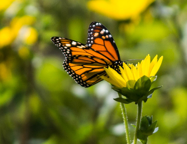 Monarch Butterfly on Yellow Flower Flickr Photo Sharing!