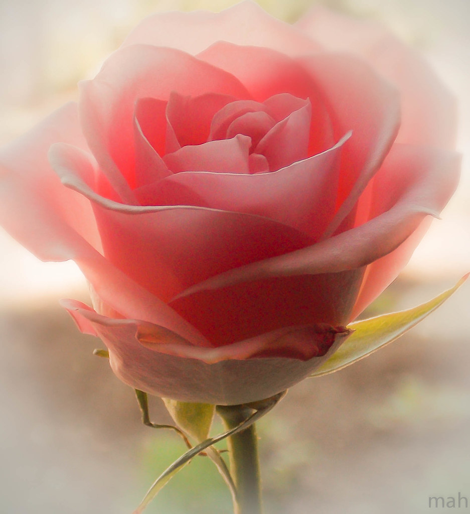 Beautiful Single Pink Rose