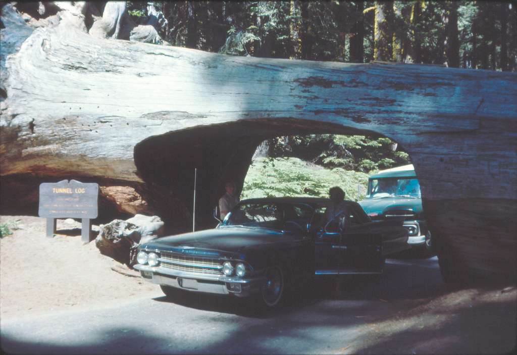 Giant Redwood Car Tunnel Sequoia National Park These Are Flickr 