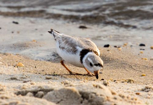 Piping Plover