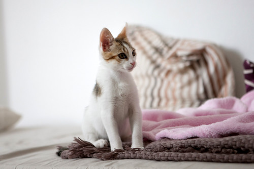 Iker, gatito blanquipardo dulce y extrovertido nacido en Febrero´16, en adopción. Valencia. ADOPTADO. 26271283193_9c6d01fc40