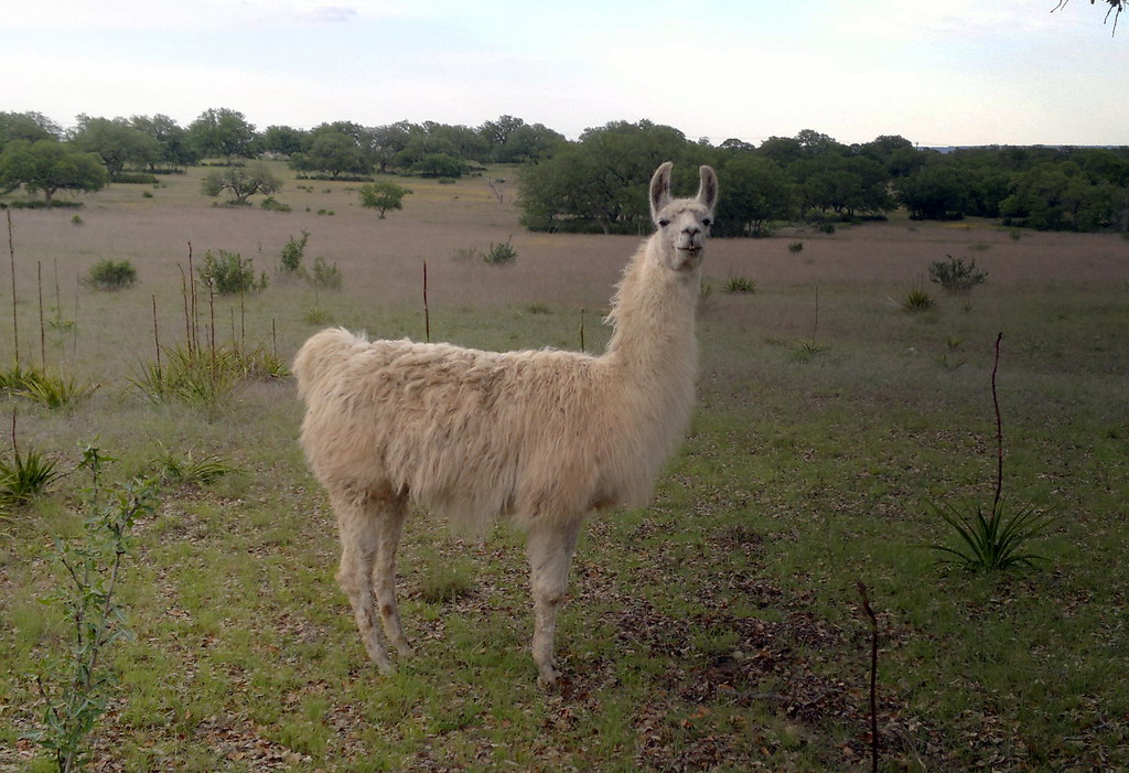 Sexy Llama | Llama ( Alpaca) farm near Blanco, TX on 281 | elnina | Flickr
