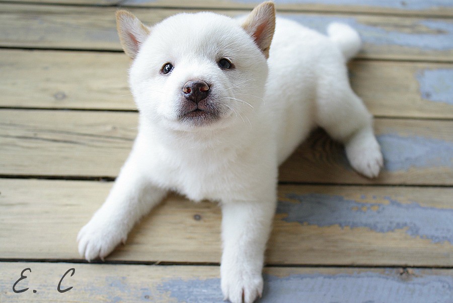 White Shiba Inu Puppy | Christina Elizabeth | Flickr
