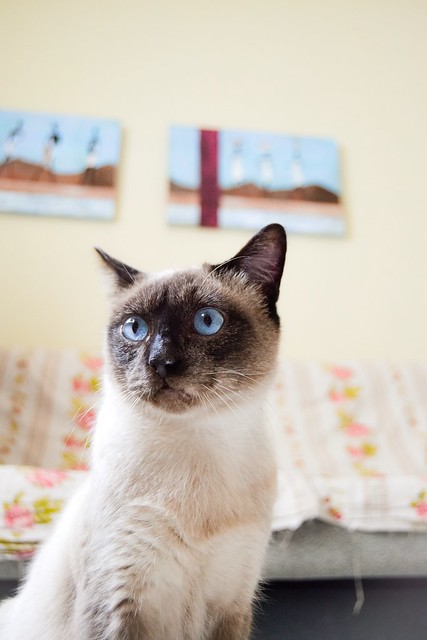 Sting, gato siamés de ojazos azules excelente compañero, nacido en Agosto´13, en adopción. Valencia. ADOPTADO. 16477592266_3b58dd2db8_z