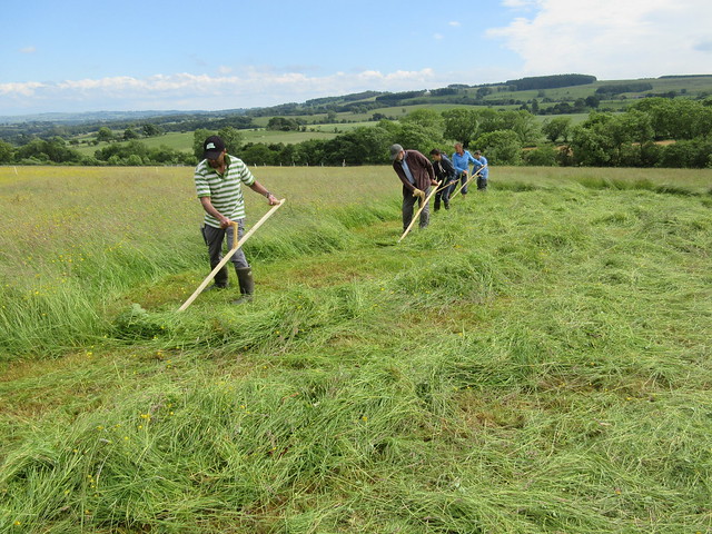 Scything in Northumbria