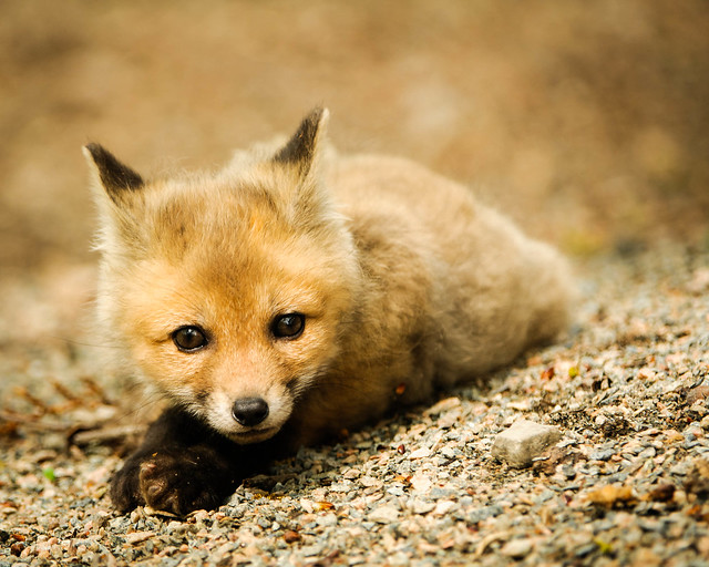 Baby Red Fox (kit) Vulpes vulpes | Flickr - Photo Sharing!
