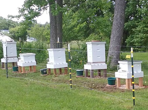 Bee hives on Hill Farm