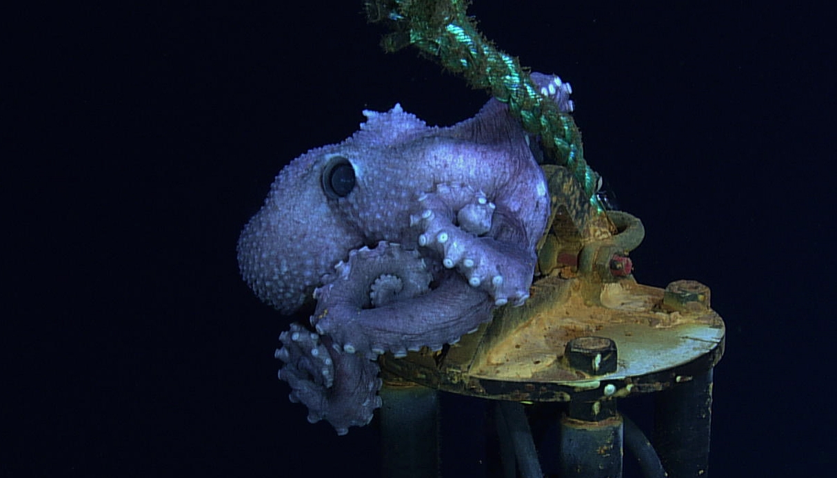 Corky the Octopus. 