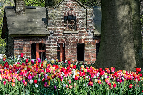 La petite maison au milieu des tulipes