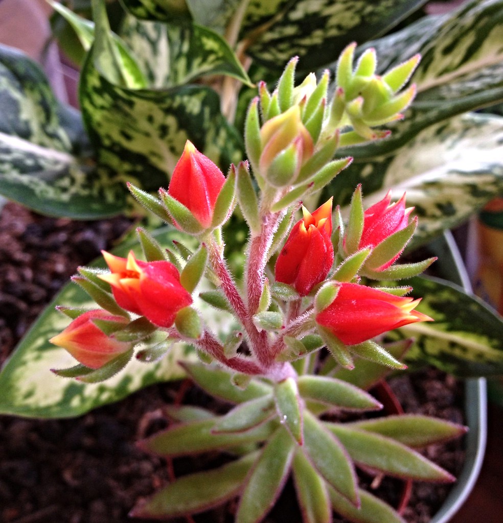 Echeveria Setosa Arrow Blooms | Baby Pot Blooms: Have notice… | Flickr