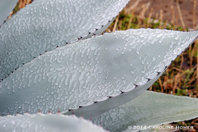 icy agave