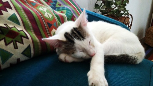Nilo, gatito blanco con toques pardos súper bueno esterilizado, nacido en Marzo´16 en adopción. Valencia. ADOPTADO. 27710766262_8e0cd4671e