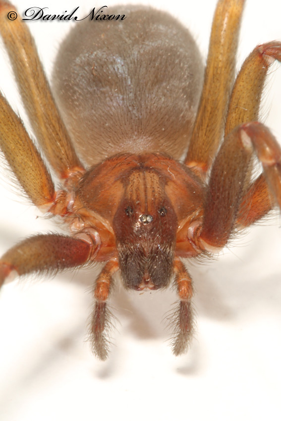 Chilean Recluse Spider, Loxoceles laeta | David Nixon | Flickr