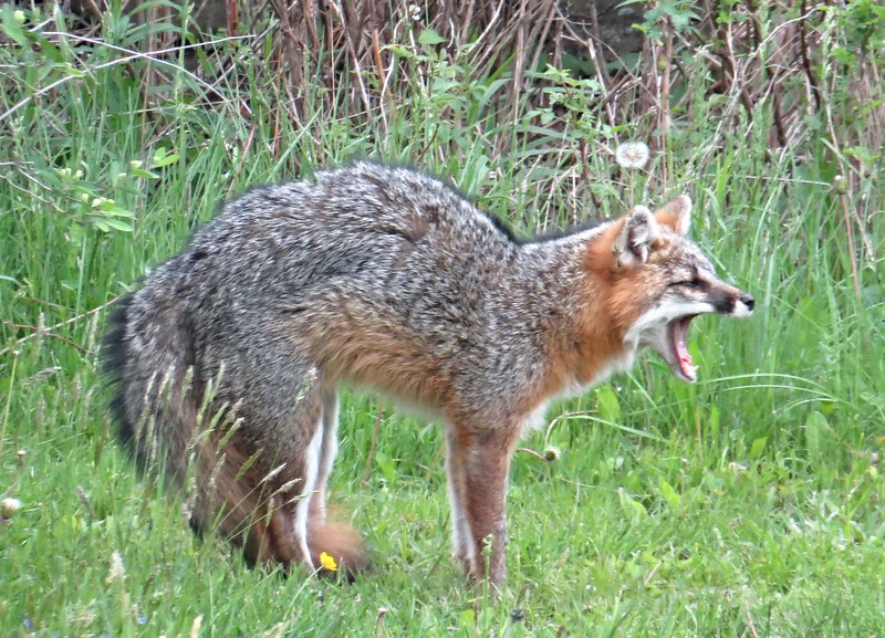 Gray fox BC Forestry Outreach Center