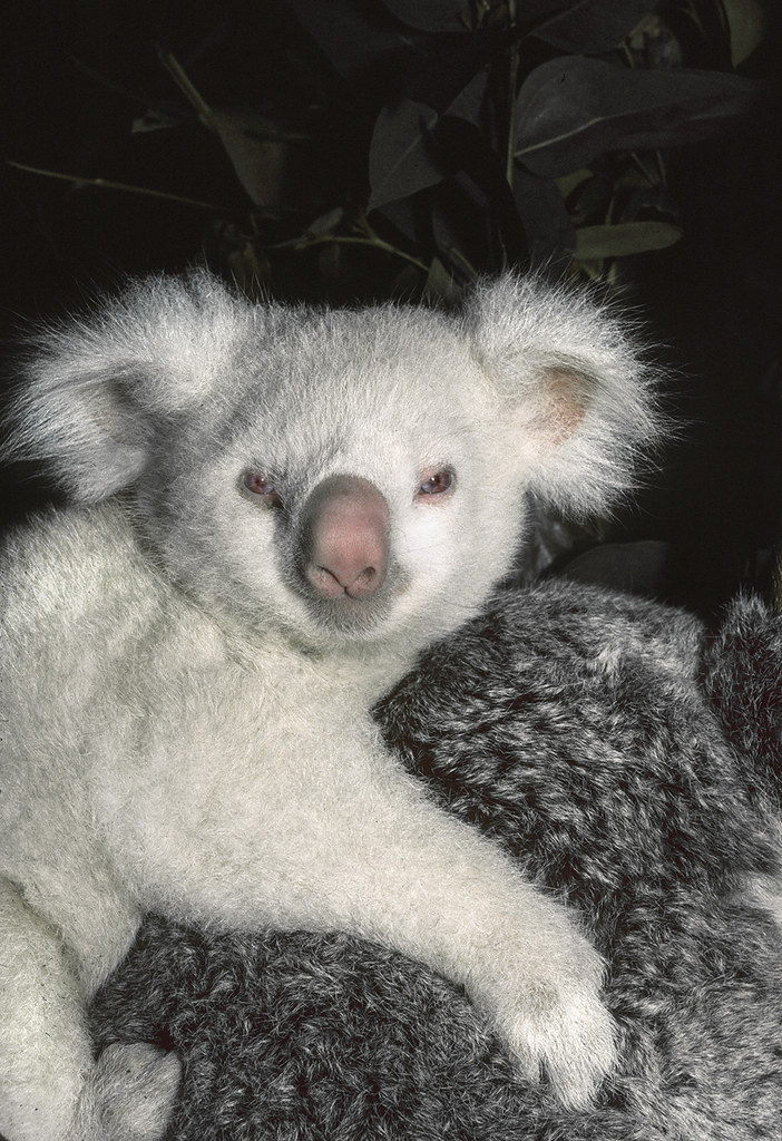 1985 - Albino Koala Born | Matilda gives birth to an ...