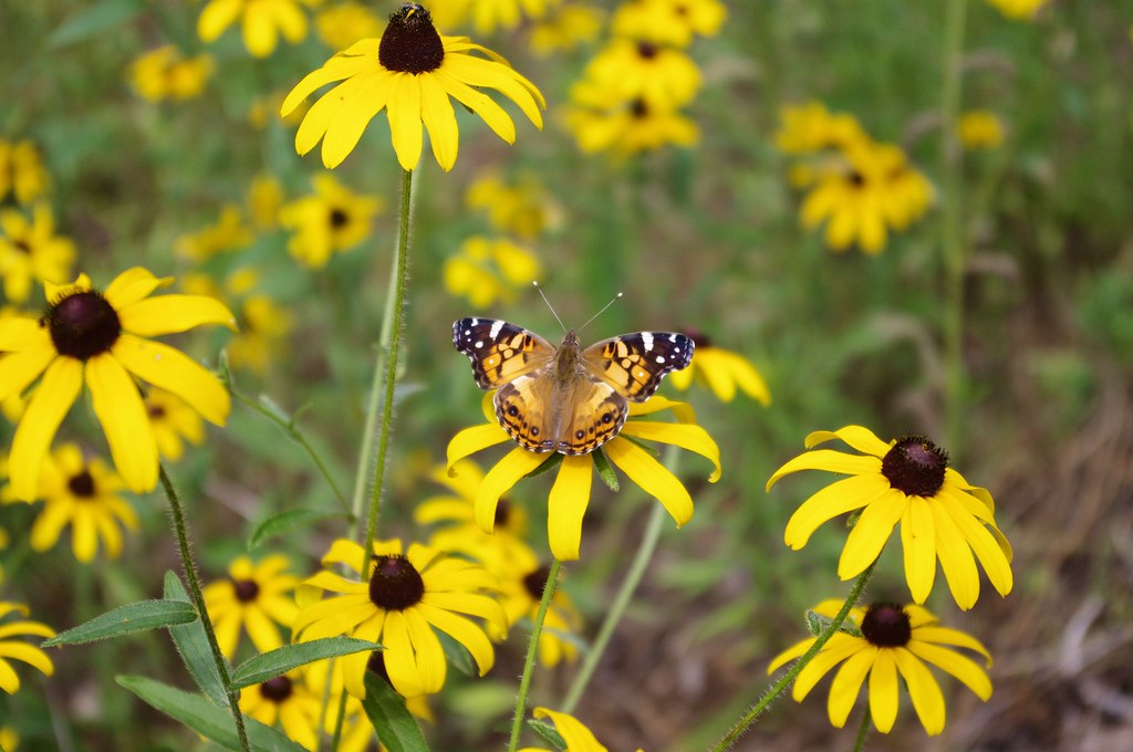 Butterfly on Black-Eyed Susan, West-Central Arkansas, June 18, 2013