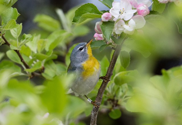 Northern Parula in apple blossoms