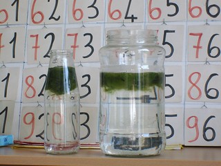 foto 5 alghe in alto in aula
