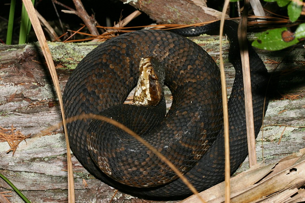 cottonmouth-cottonmouth-agkistrodon-piscivorus-venomous-flickr