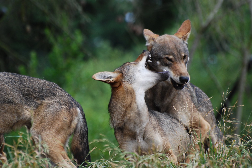 Red Wolf Pups! | OnceAndFutureLaura | Flickr
