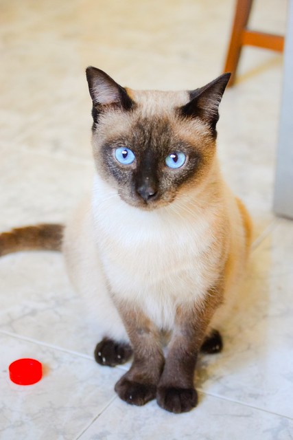 Sting, gato siamés de ojazos azules excelente compañero, nacido en Agosto´13, en adopción. Valencia. ADOPTADO. 16477592586_0bc324d6f1_z