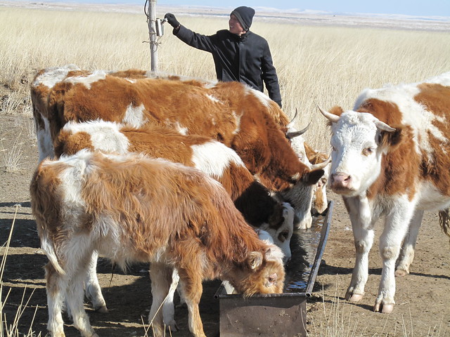 作者朋友敖雲畢力格放牧牛羊的情況。攝影：呂妍