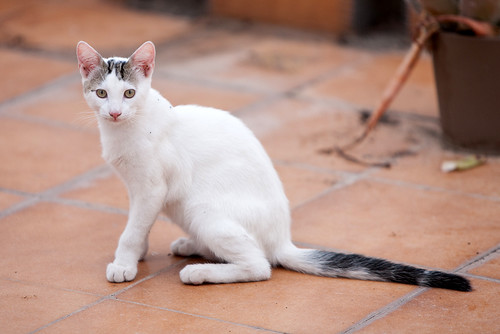 Nilo, gatito blanco con toques pardos súper bueno esterilizado, nacido en Marzo´16 en adopción. Valencia. ADOPTADO. 28141631686_26b7cfca01