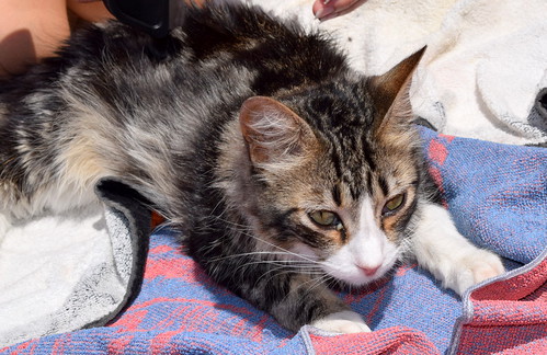 Peter, precioso y buenísimo gatito cruce con Bosque de Noruega esterilizado, nacido en Junio´15, en adopción. Valencia. ADOPTADO.  27767635081_04bab1e1b7