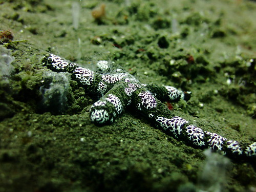 Starfish, Seraya