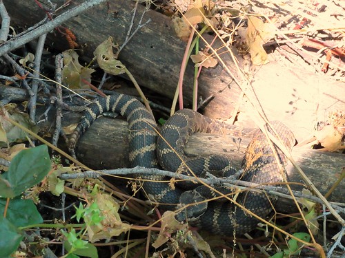 Northern Pacific rattlesnake, Crotalus oreganus