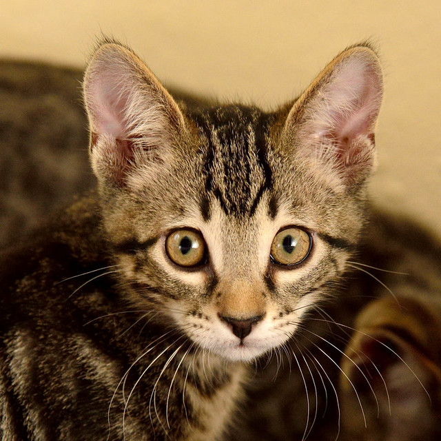 Alexis, precioso y mimoso gatito Caoba Tabby esterilizado, nacido en Marzo´16, en adopción. Valencia. ADOPTADO. 27370085281_85620d5ab8_z