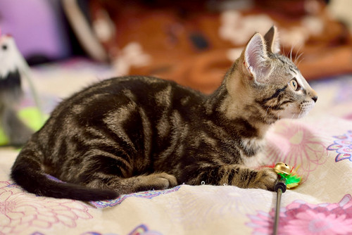 Alexis, precioso y mimoso gatito Caoba Tabby esterilizado, nacido en Marzo´16, en adopción. Valencia. ADOPTADO. 27407719266_d119b225e4