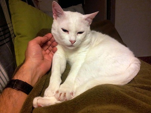 Duque, gato Blanco de ojos Dispares esterilizado súper dulce positivo a inmuno, nacido en 2011, en adopción. Valencia. ADOPTADO.  27975741895_6376ae4577